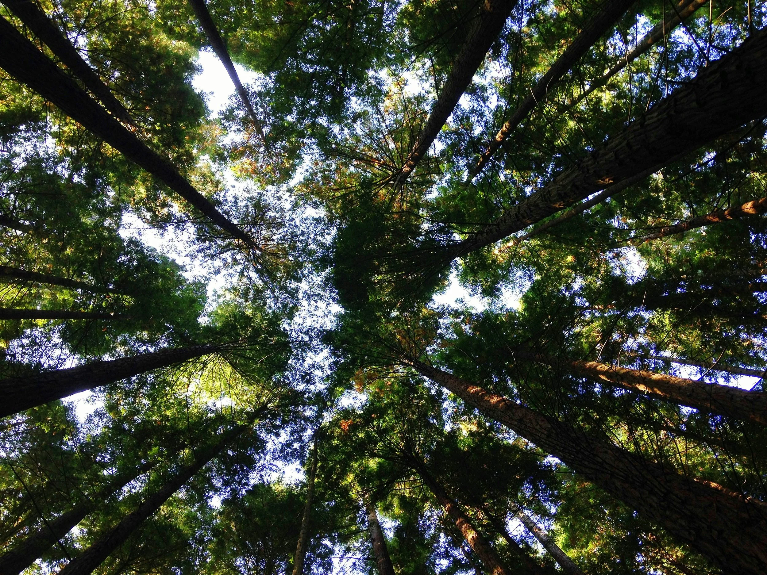 tree photo